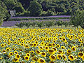 Luberon